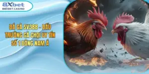Đá Gà SV388 - Đấu Trường Gà Chọi Uy Tín Số 1 Đông Nam Á