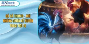 Đá Gà Thomo – Nơi Những Chiến Kê Huyền Thoại Hội Tụ